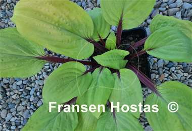 Hosta Owen's Outrage